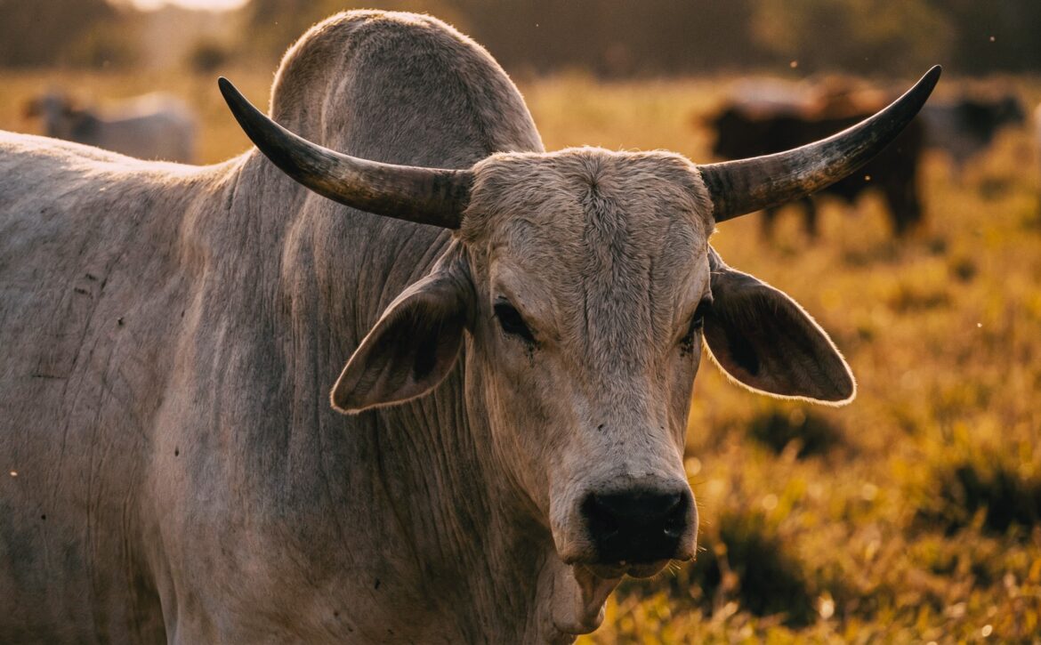 Rinderrendite - rechtssichere Investitionsstrukturen für landwirtschaftliche Beteiligungen