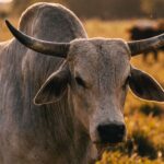 Rinderrendite mit Stefan Bode: Investition in Rinderfarm