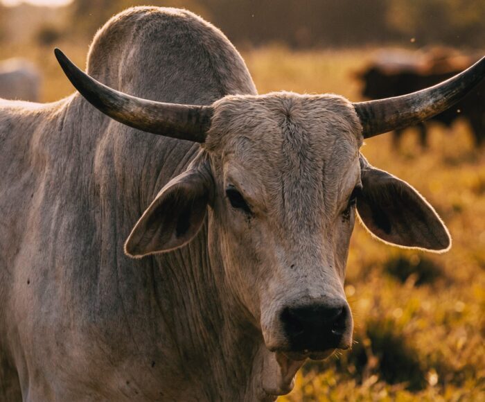 EWIV steuerliche Vorteile – Steuerliche Vorteile